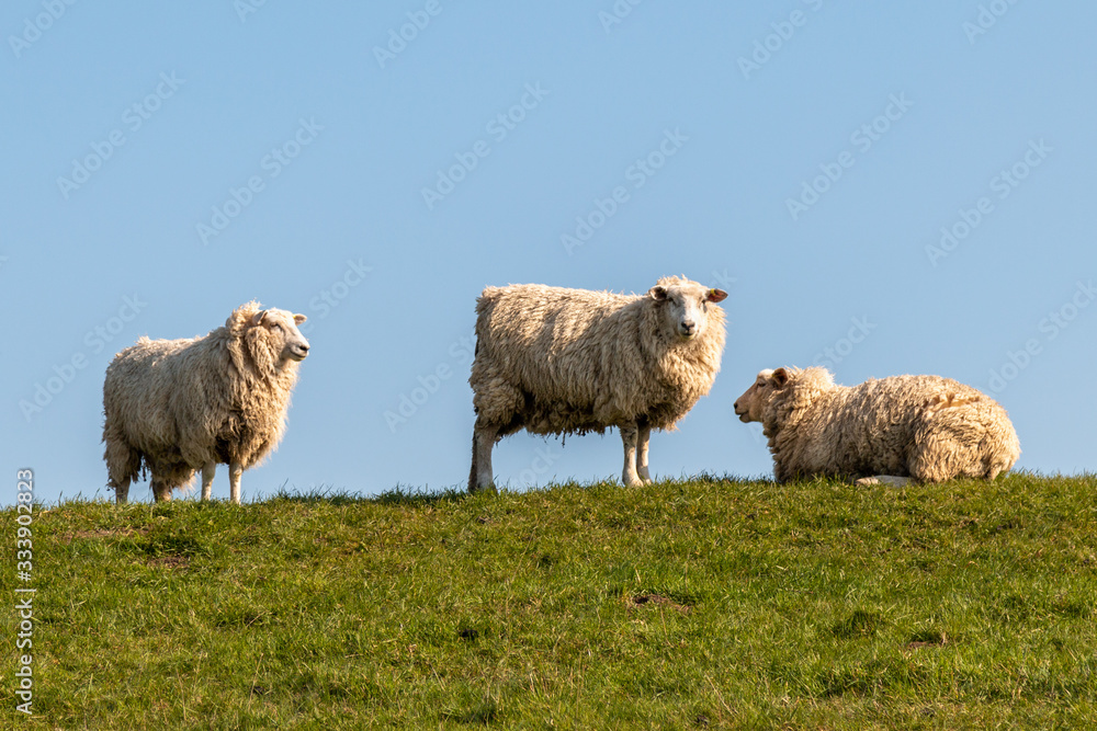 3 sheep grazing in field