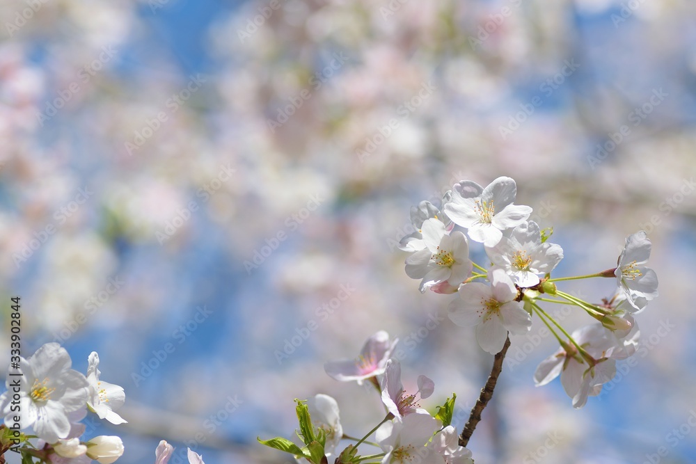 Landscape of White Cherry Blossom Trees