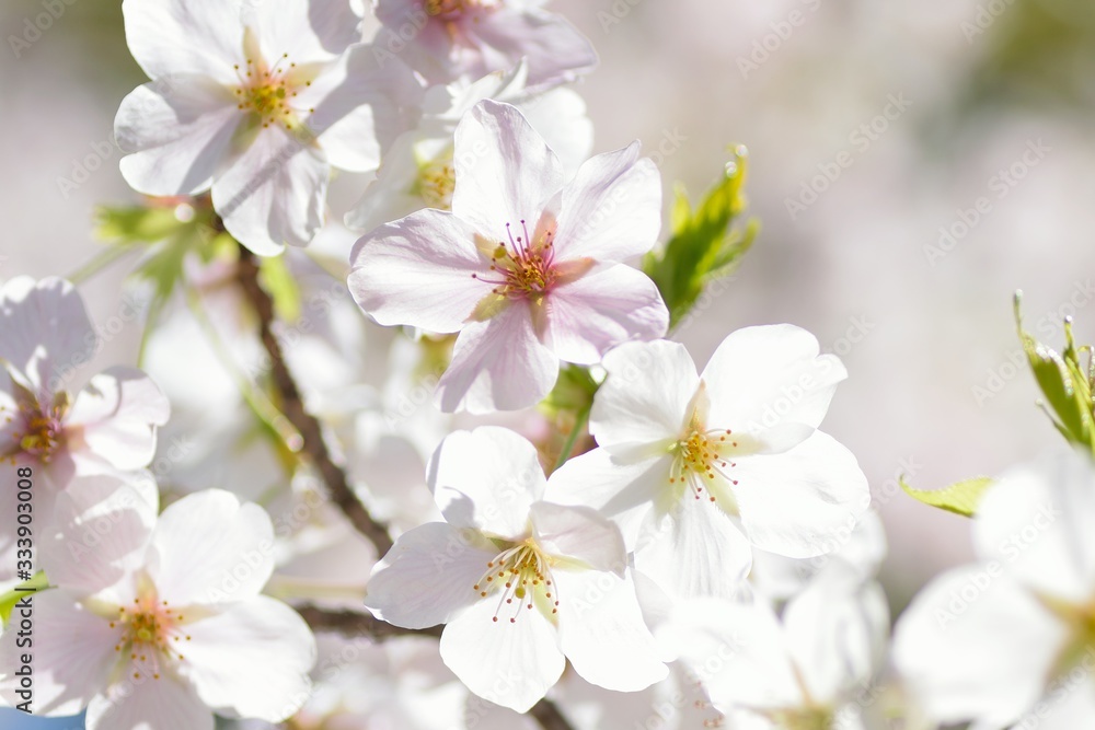 Landscape of White Cherry Blossom Trees Landscape of White Cherry Blossom Trees