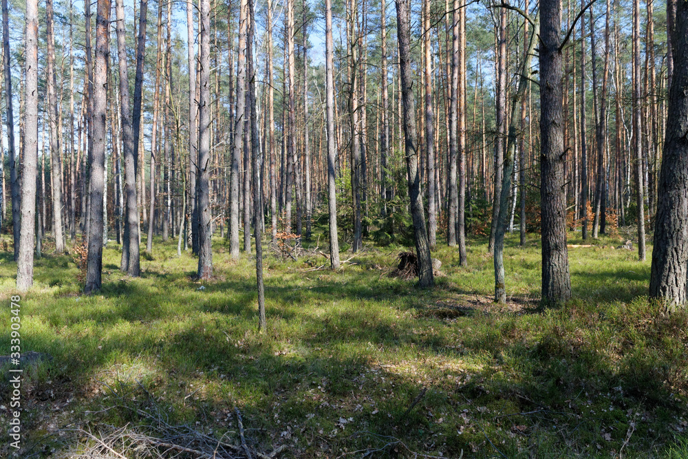 view of the birch and pine forest