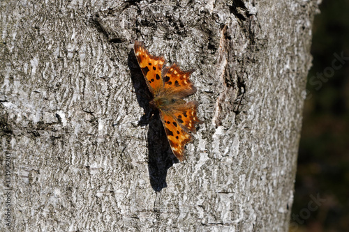 Comma Polygonia c-album butterfly