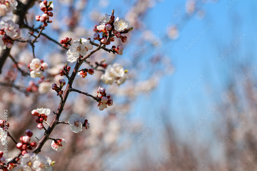 Apricot tree flowers with soft focus. Spring white flowers on a tree branch. Apricot tree in bloom. Spring, seasons, white flowers of apricot tree close-up. Apricot tree flowers with soft focus. Spring white flowers on a tree branch. Apricot tree in bloom. Spring, seasons, white flowers of apricot tree close-up.