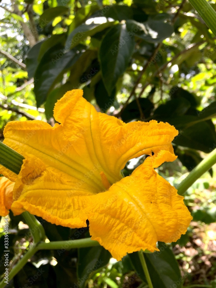 yellow flower yellow flower