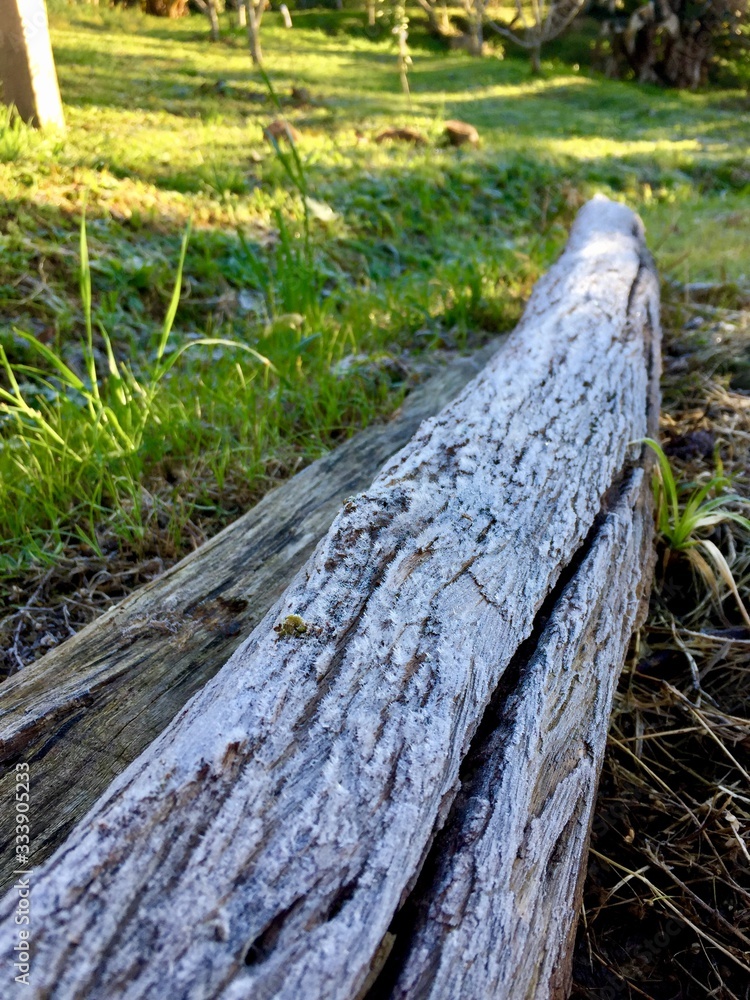 Fototapeta premium Geada