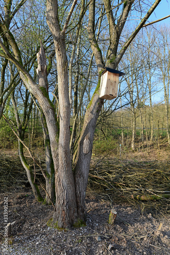 Hornissen-Kasten / Hornet box (Vespa crabro) photo