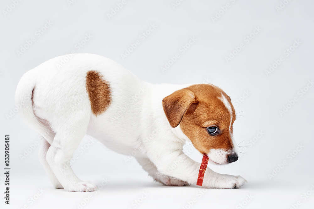 Jack russel terrier dog eat delicious food on white background Jack russel terrier dog eat delicious food on white background