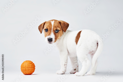 Jack russel terrier dog with small orange toy ball on the white background
