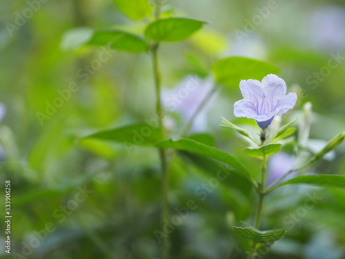 Purple flower blooming in garden on blurred of nature background, name Ruellia tuberosa minnieroot, popping pod, cracker plant