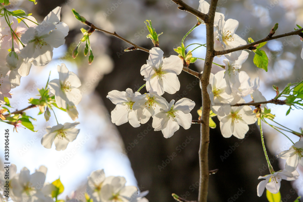 Fototapeta premium 桜のある風景