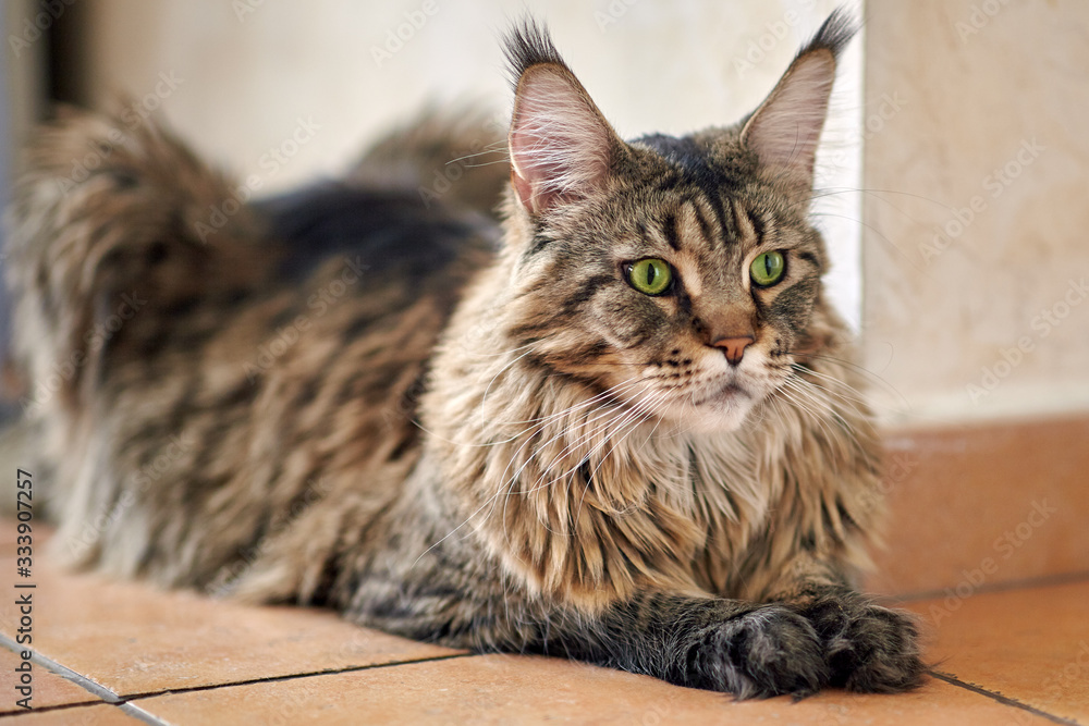 Fluffy tiger cat hotsell