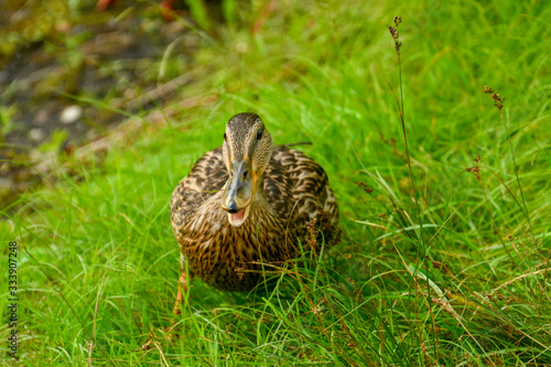 A curious duck stands in the grass by the lake in the park