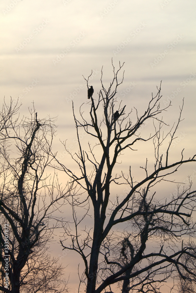 dead tree with buzzards dead tree with buzzards