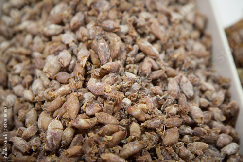 Bunch of seafood seeds ugan