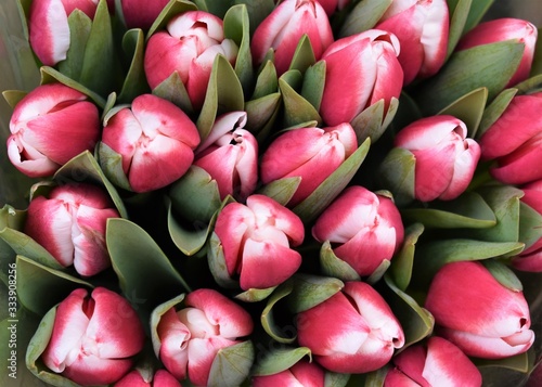 Close-up of a bouquet of bicolor pink and white tulips about to open. Spring floral background