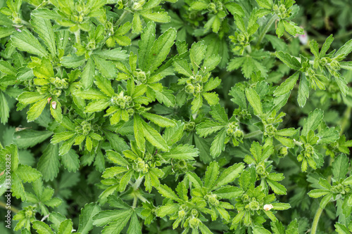 European Cinquefoil Potentilla Thuringiaca photo