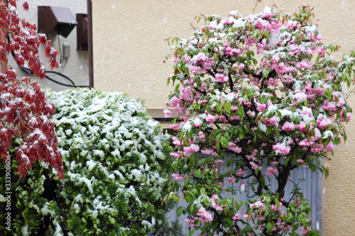 ピンク色の花と杉の木に雪が積もっている 雪が降っている