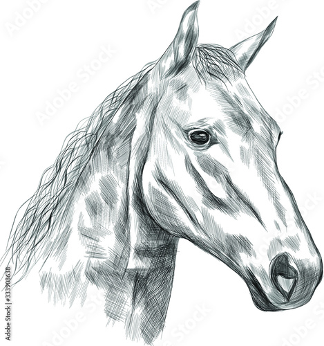 horse black white head sketch  vector illustration