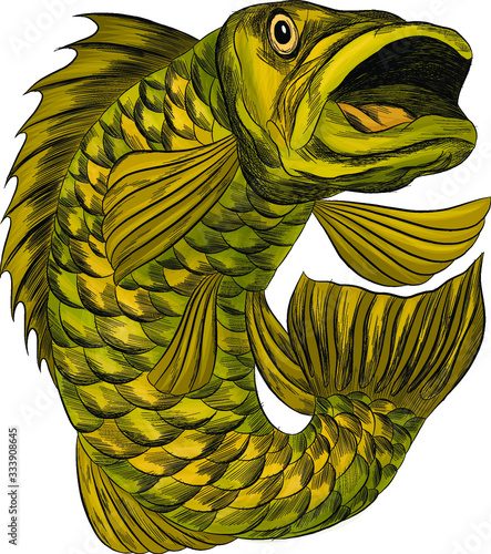 fish perch ruff carp green stylized cartoon funny graphics vector illustration print