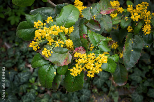 Berberis Aquifolium Pursh Yellow Flowers