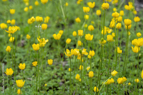 Ranunculus Millefoliatus Crowfoot Yellow Flowers