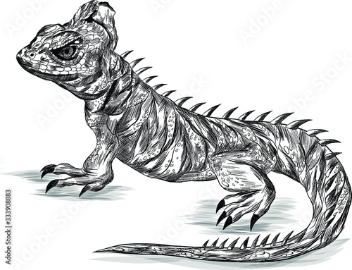 lizard reptile Basilisk black and white sketch graphics coloring print stroke realistic vector illustration