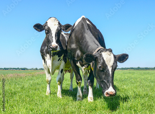 Two black and white cows, friesian holstein, in a pasture under a blue sky and a straight horizon. © Clara