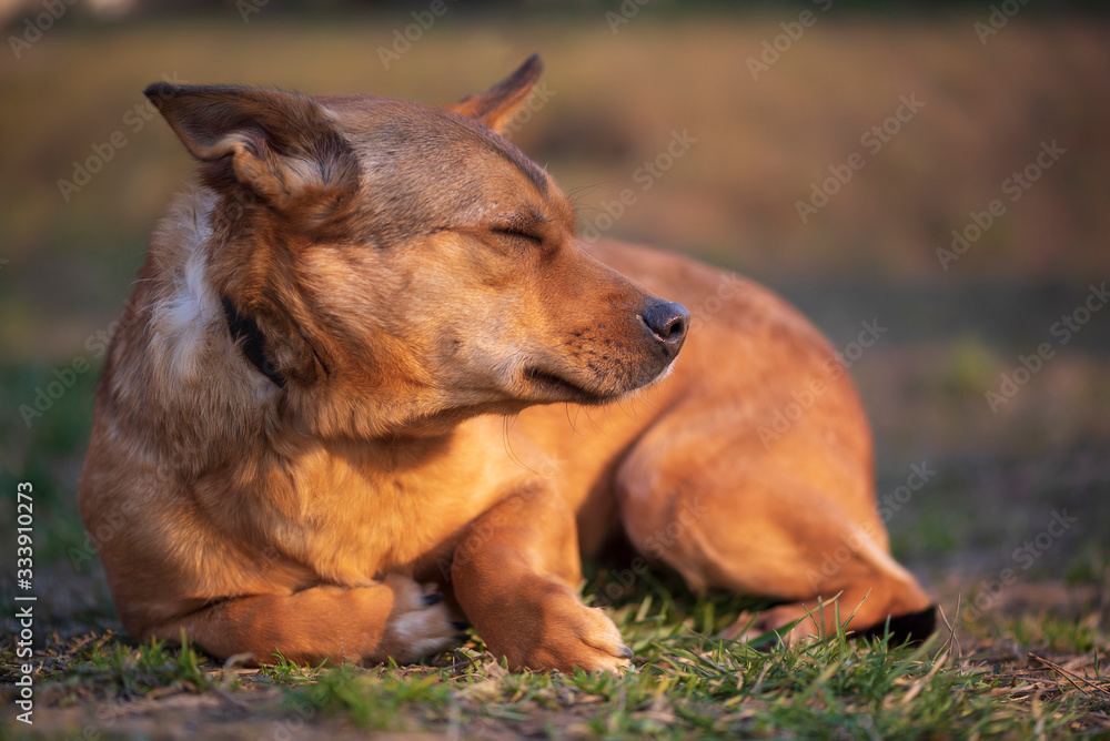 Red-haired dog lies with his eyes closed. Red-haired dog lies with his eyes closed.