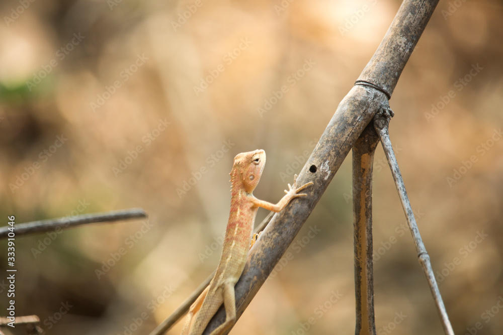 Oriental garden lizard, Eastern garden lizard or Changeable lizard on a branch