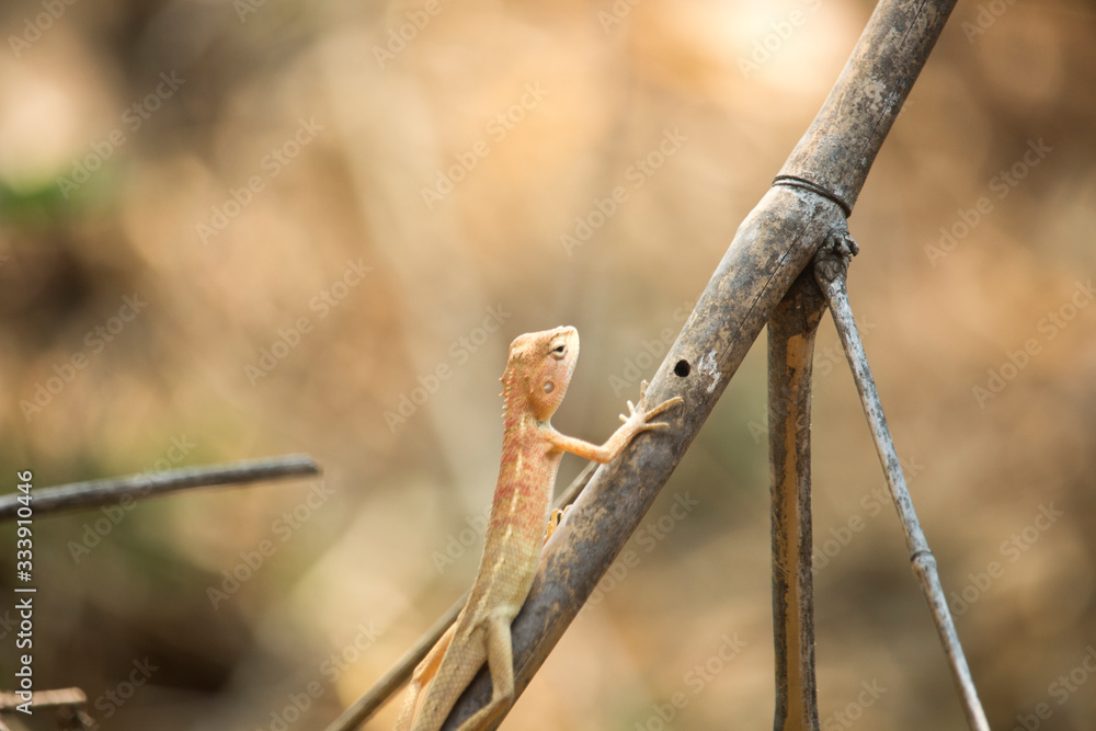 Oriental garden lizard, Eastern garden lizard or Changeable lizard on a branch Oriental garden lizard, Eastern garden lizard or Changeable lizard on a branch