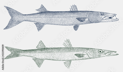 Great barracuda sphyraena and northern sennet sphyraena borealis in side view photo