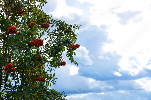 Beautiful landscape with mountain ash against a cloudy sky