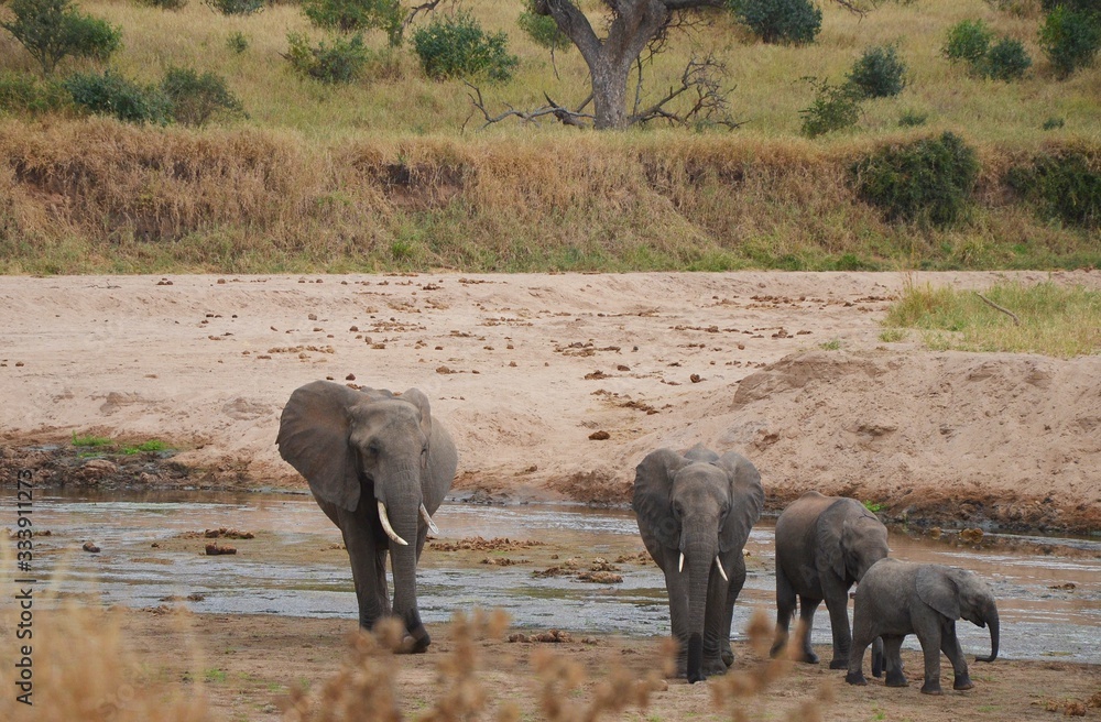 Obraz premium Family of Elephants on a water hole in Serengeti N.P. tanzania