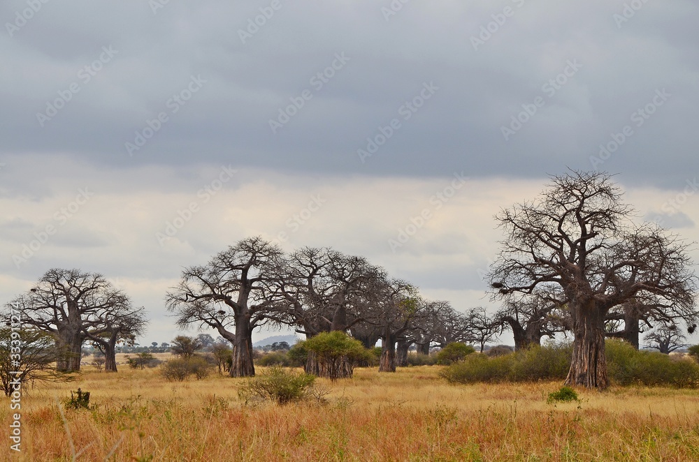 Scenic savannah landscape with baobab trees in Serengeti N.P., Tanzania Scenic savannah landscape with baobab trees in Serengeti N.P., Tanzania