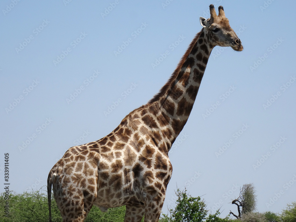 Obraz premium Giraffa camelopardalis giraffa