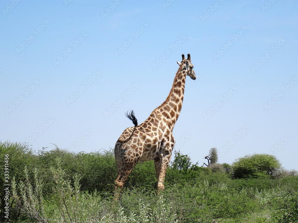 Obraz premium Giraffa camelopardalis giraffa