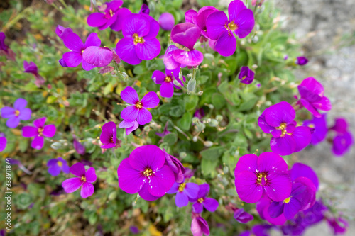 Top view of beautiful violet flowers with sunlight on blurred background   copy space