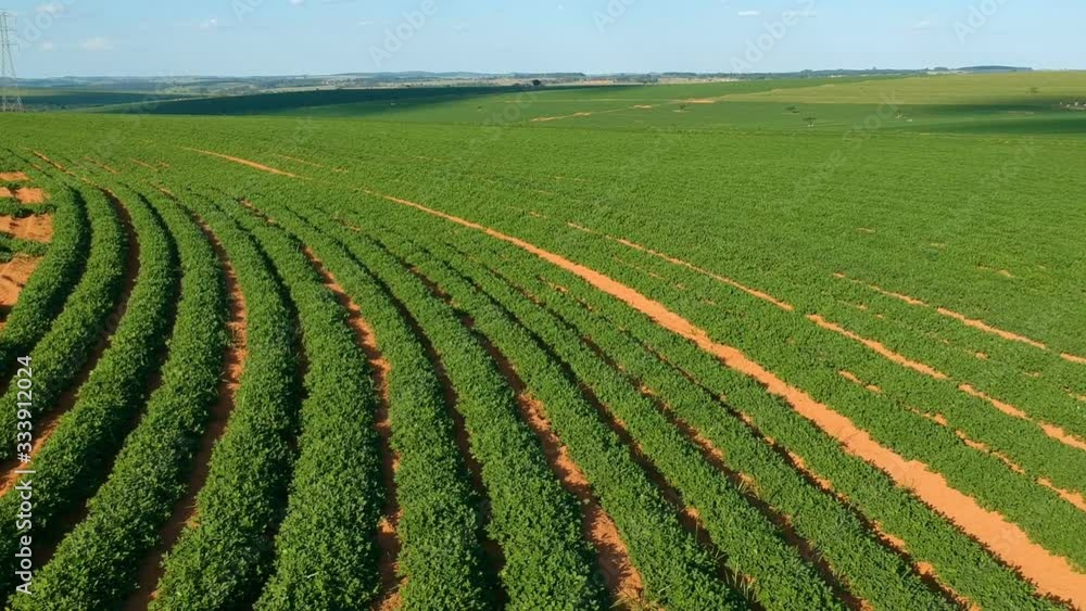 Aerial view from drone of peanut plant in field in Brazil Aerial view from drone of peanut plant in field in Brazil