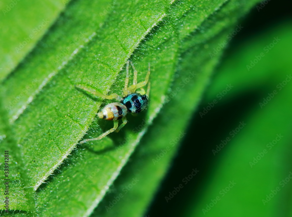 Macro Photography of Jumping Spider on Green Leaf Macro Photography of Jumping Spider on Green Leaf