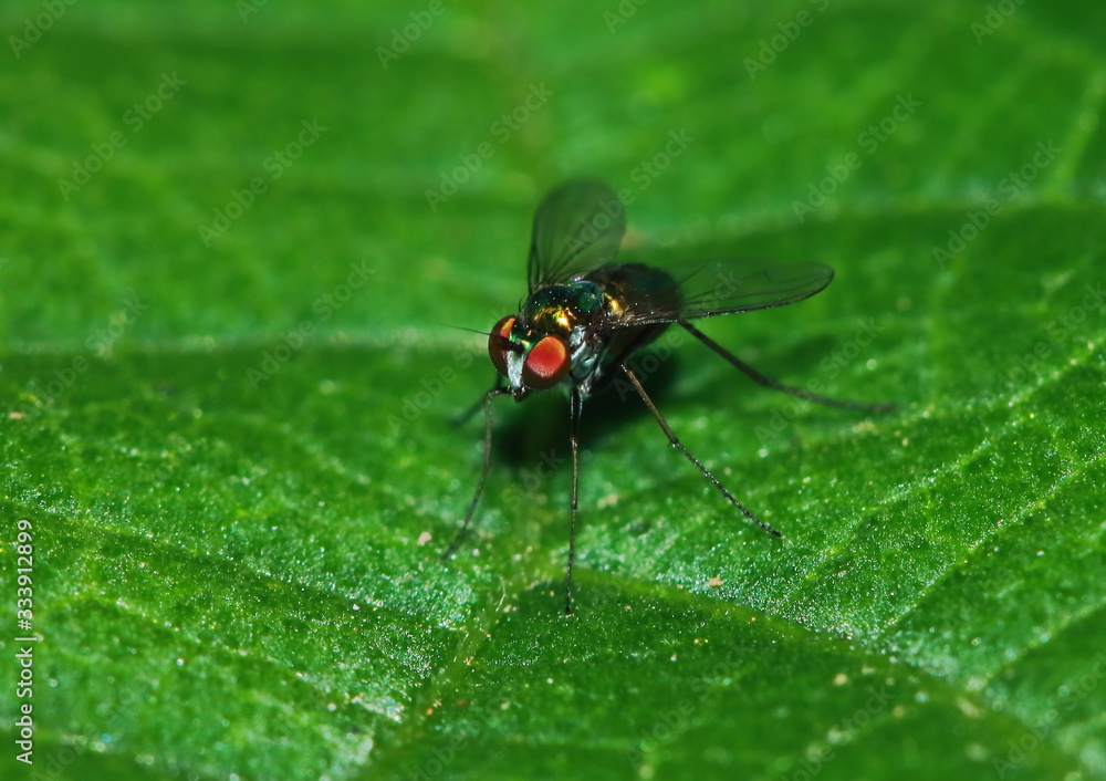Small fly insects in macro photography on background Small fly insects in macro photography on background