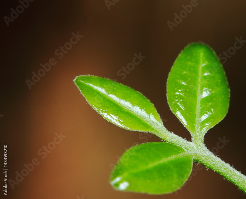 Green background made of fresh plants. Natural texture photo