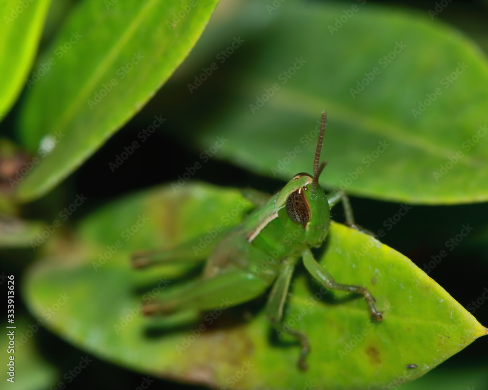 Naklejka premium green grasshopper is masked among green leaves in sunny