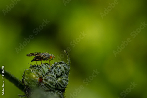 Orange eyed fly in the garden