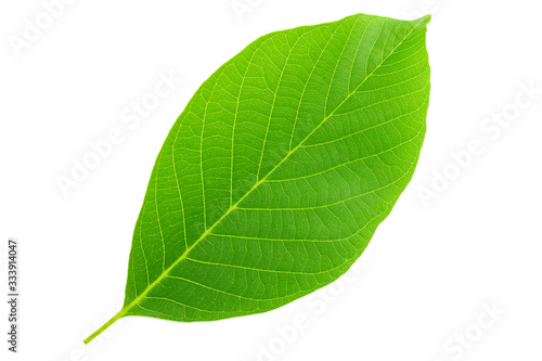 Walnut leaves isolated on white background.