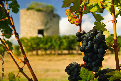 Grapes and medieval tower in vineyard in region Medoc, France
