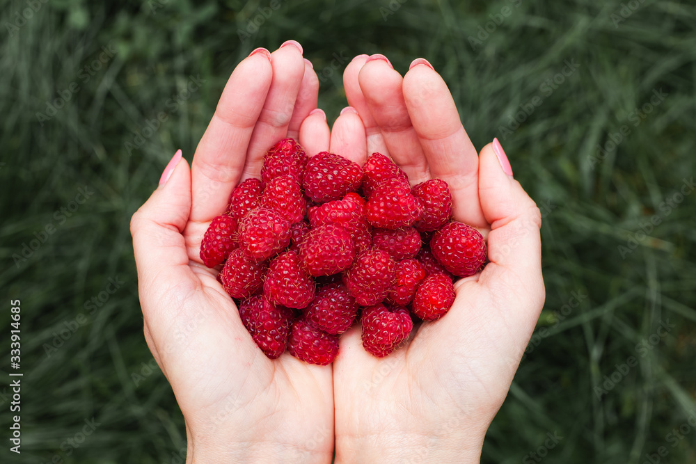 Woman's hands holds a handful of fresh ripe raspberries. Top view. Woman's hands holds a handful of fresh ripe raspberries. Top view.