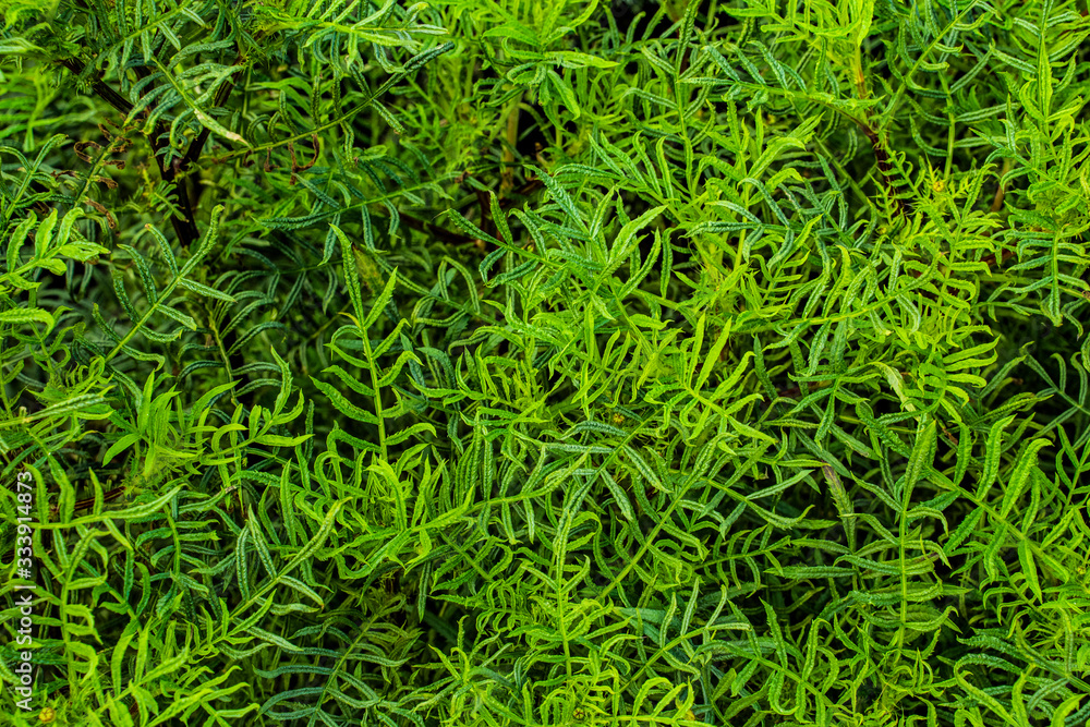 Background Texture Background Texture