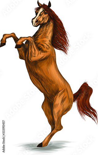 brown horse standing on its hind legs vector illustration