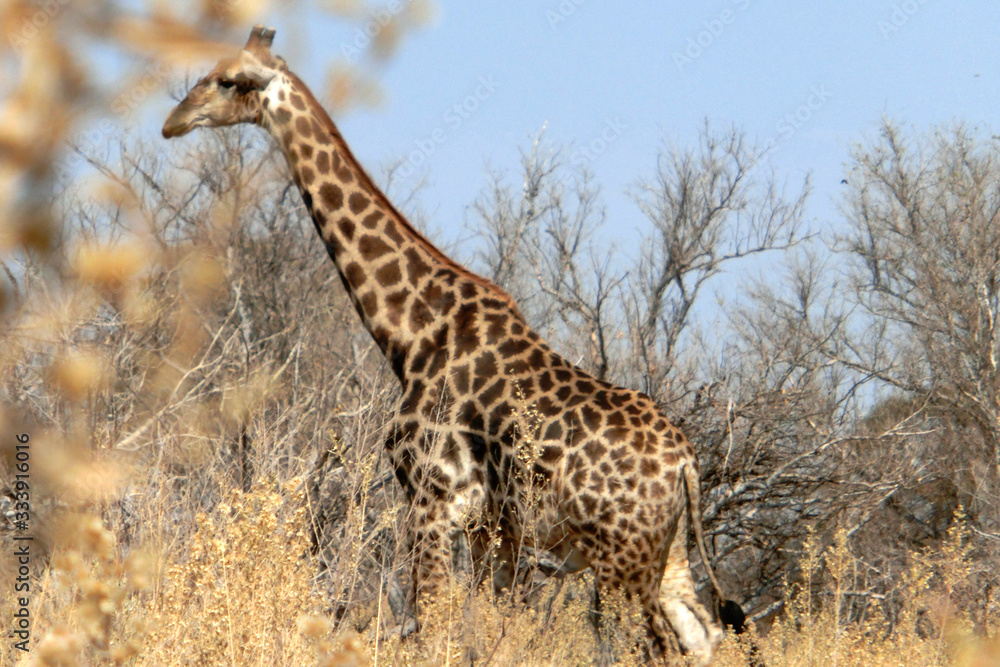 Giraffa camelopardalis giraffa Giraffa camelopardalis giraffa