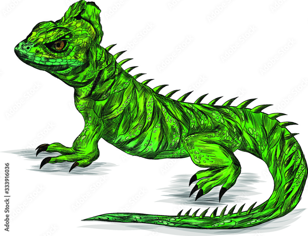 Fototapeta premium lizard reptile green Basilisk stroke realistic vector illustration