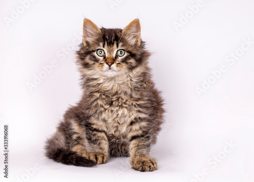 Pet animal; cute tabby kitten